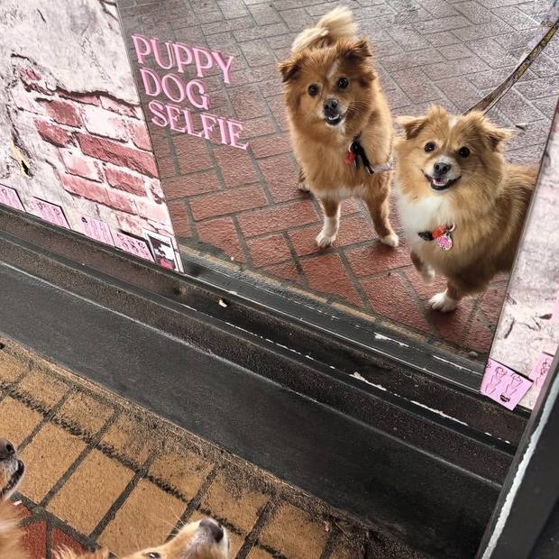 A dog visiting Love Street Coffee in Cloverdale
